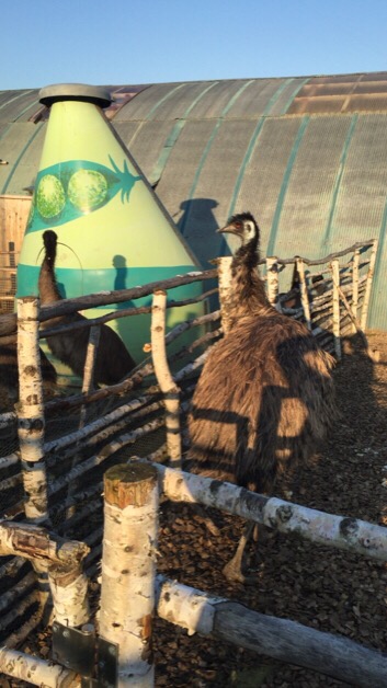 エミュー,エミュークリーム